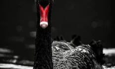 黑天鹅为何扎堆：美股、黄金、日经 都崩了